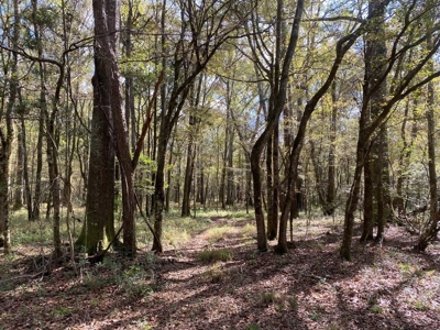 Turnkey 109 Acres for Sale in Clinton, LA - image 14