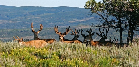 105 acres near Telluride, Colorado with mountain views! - image 1