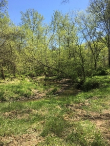 419 +/- Acre Country Estate in Columbia, MO - image 6