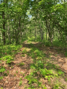 160+/- Acre Hunting Farm in Northern MO (Sold in 2 Tracts) - image 24