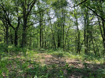 160+/- Acre Hunting Farm in Northern MO (Sold in 2 Tracts) - image 29
