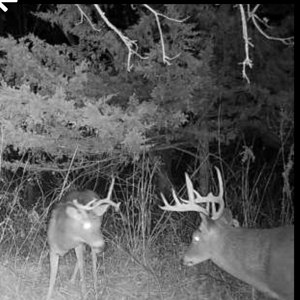 160+/- Acre Hunting Farm in Northern MO (Sold in 2 Tracts) - image 8