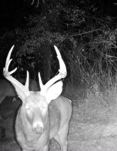 160+/- Acre Hunting Farm in Northern MO (Sold in 2 Tracts) - image 9