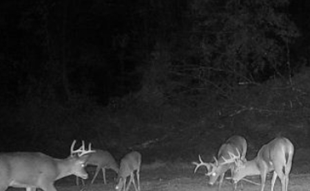 160+/- Acre Hunting Farm in Northern MO (Sold in 2 Tracts) - image 10