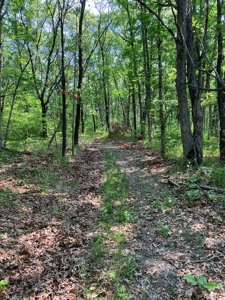 160+/- Acre Hunting Farm in Northern MO (Sold in 2 Tracts) - image 31