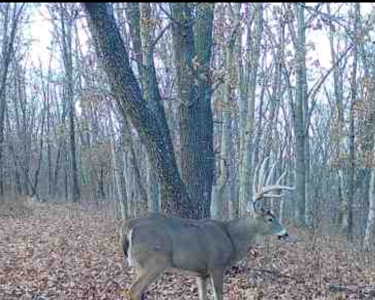 160+/- Acre Hunting Farm in Northern MO (Sold in 2 Tracts) - image 34