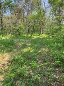 160+/- Acre Hunting Farm in Northern MO (Sold in 2 Tracts) - image 21