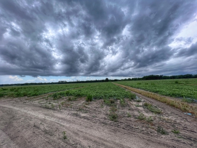 120 Acres Of Farm Land For Sale! Live Oak Florida! - image 7