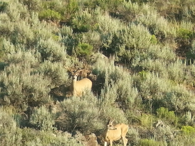 Mountain Log Home with Barn, Exceptional Mule Deer Hunting - image 42