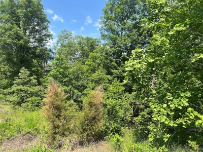 43.4 +/- Acres Vacant Land in Thayer, Missouri - image 8