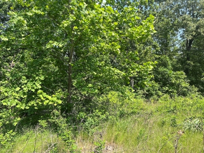 43.4 +/- Acres Vacant Land in Thayer, Missouri - image 7