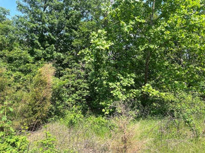 43.4 +/- Acres Vacant Land in Thayer, Missouri - image 6