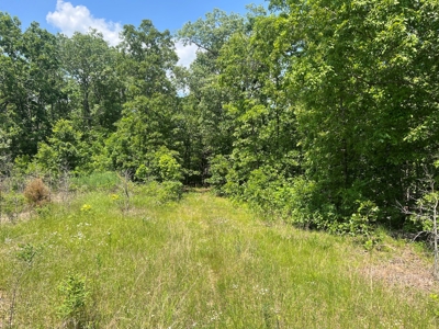 43.4 +/- Acres Vacant Land in Thayer, Missouri - image 3
