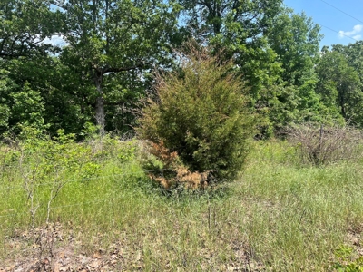 43.4 +/- Acres Vacant Land in Thayer, Missouri - image 5