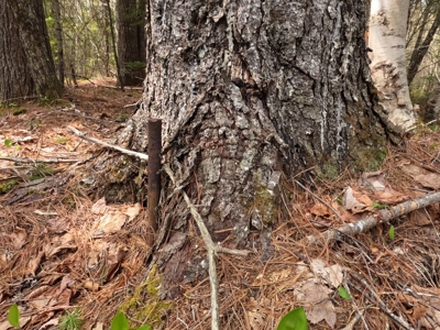 40± private acres - image 13