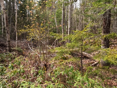 40± private acres - image 15