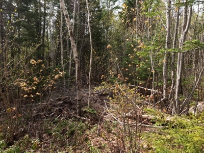 40± private acres - image 14