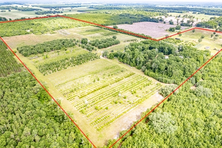 120 Acre Tree Farm  & 2 Homes For Sale - Live Oak Florida! - image 1
