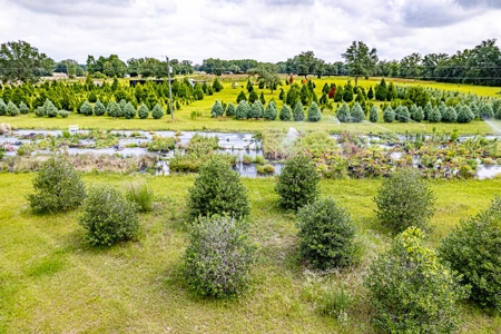 120 Acre Tree Farm  & 2 Homes For Sale - Live Oak Florida! - image 32