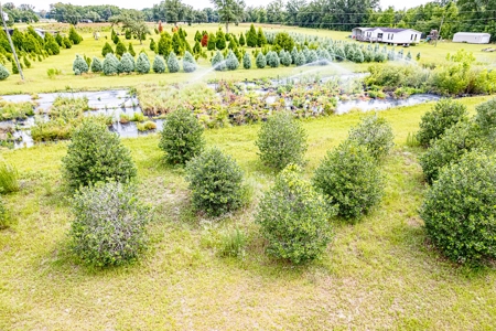 120 Acre Tree Farm  & 2 Homes For Sale - Live Oak Florida! - image 33