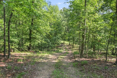 Hunter's Paradise with 167 Acres for Sale in West Plains, MO - image 3