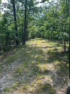 Hunter's Paradise with 167 Acres for Sale in West Plains, MO - image 21