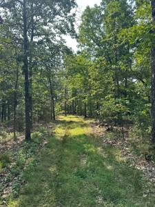 Hunter's Paradise with 167 Acres for Sale in West Plains, MO - image 19