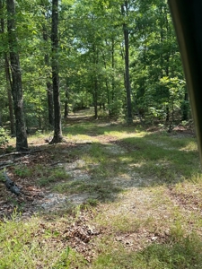 Hunter's Paradise with 167 Acres for Sale in West Plains, MO - image 24