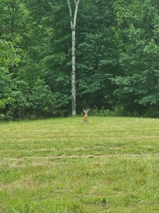 Hunter's Paradise with 167 Acres for Sale in West Plains, MO - image 20
