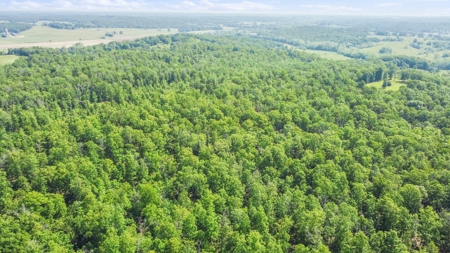 Hunter's Paradise with 167 Acres for Sale in West Plains, MO - image 13