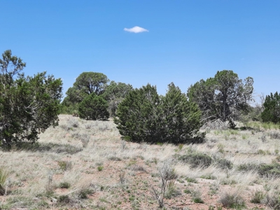 Rural Northern Az Off Grid Cabin On 40 Fenced Acres - image 6