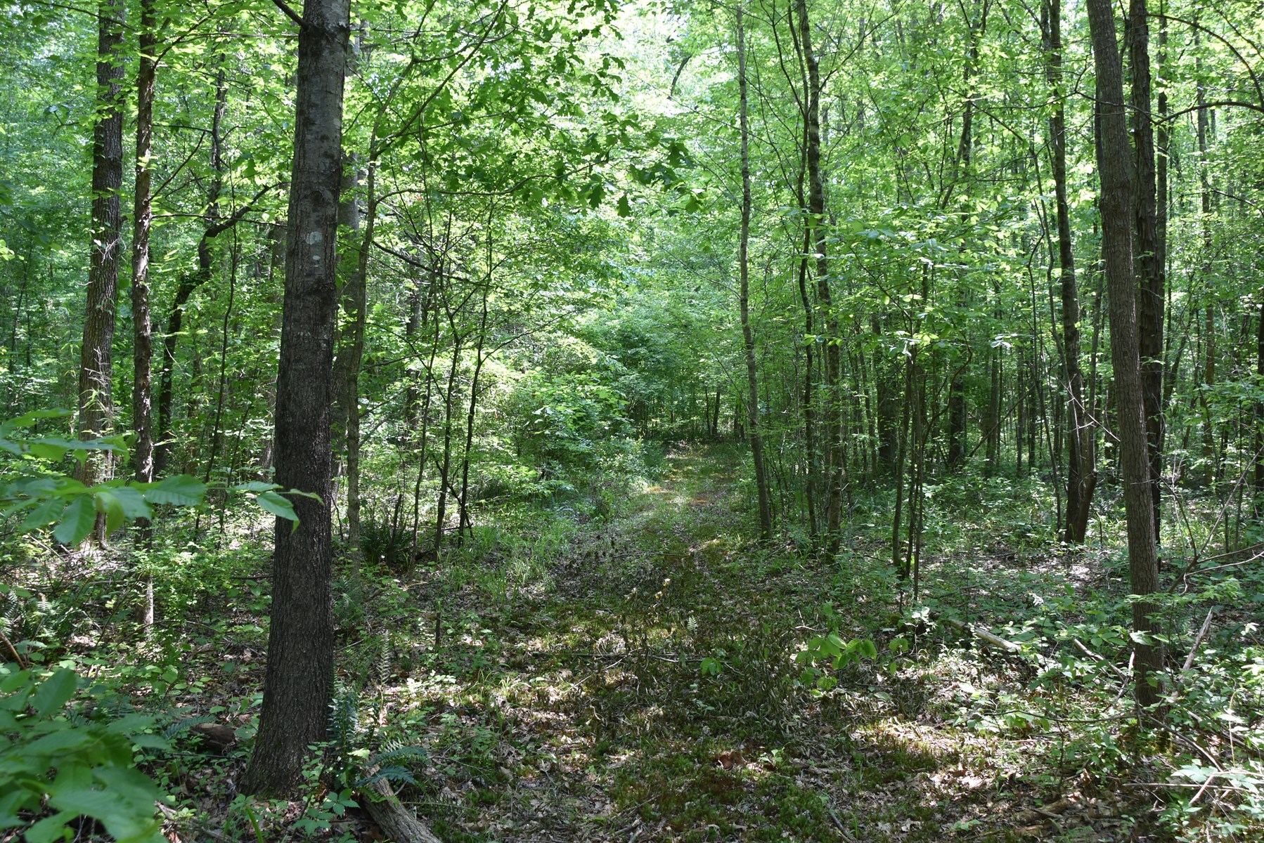 TN Family Compound w/191 Ac, Shops, Creeks, Timber, Wildlife - image 38