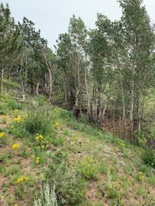 49.99 Fully Fenced Acre Lot for Sale in Cotopaxi Colorado - image 5