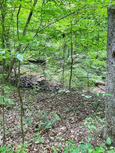 Hunting Land, with Log Cabin, for sale, Munfordville 42765 - image 28