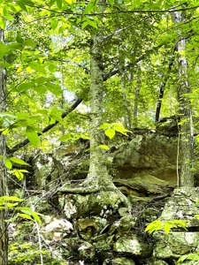 Hunting Land, with Log Cabin, for sale, Munfordville 42765 - image 30