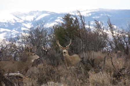 Dry Creek Ranch - Lakeview Oregon, Captivating Property - image 29