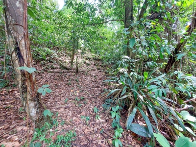 Titled Botanical Wildlife Sanctuary FOR SALE - image 13