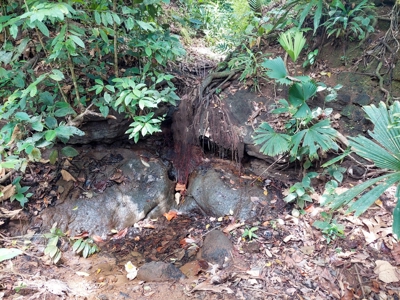 Titled Botanical Wildlife Sanctuary FOR SALE - image 3