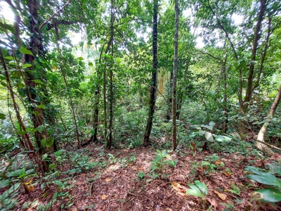 Titled Botanical Wildlife Sanctuary FOR SALE - image 2