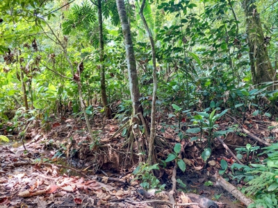 Titled Botanical Wildlife Sanctuary FOR SALE - image 4