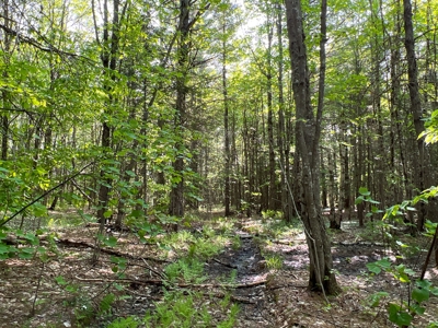 Penobscot River Land for Sale - image 6