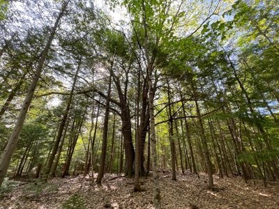 Penobscot River Land for Sale - image 14