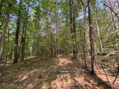 Penobscot River Land for Sale - image 19