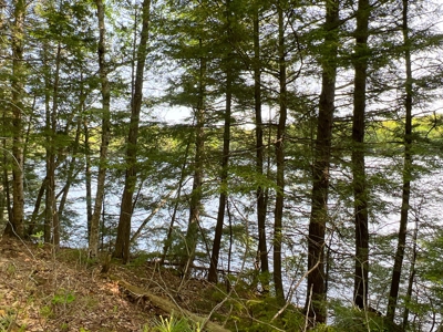 Penobscot River Land for Sale - image 15