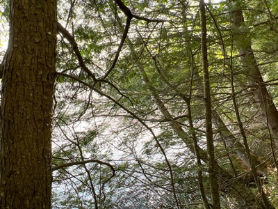 Penobscot River Land for Sale - image 10