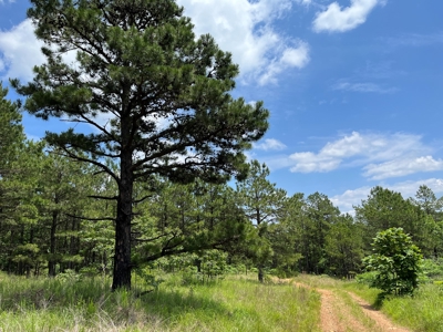 Hunting land for sale in Daisy, OK - image 21