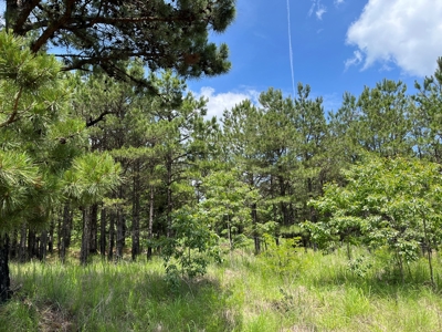 Hunting land for sale in Daisy, OK - image 22