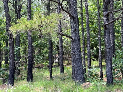 Hunting land for sale in Daisy, OK - image 29