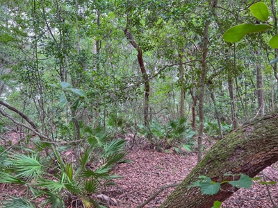 Spanish Trace Subdivision - Chiefland Florida - Levy County - image 4