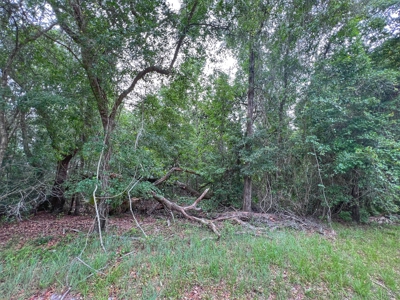 Spanish Trace Subdivision - Chiefland Florida - Levy County - image 2